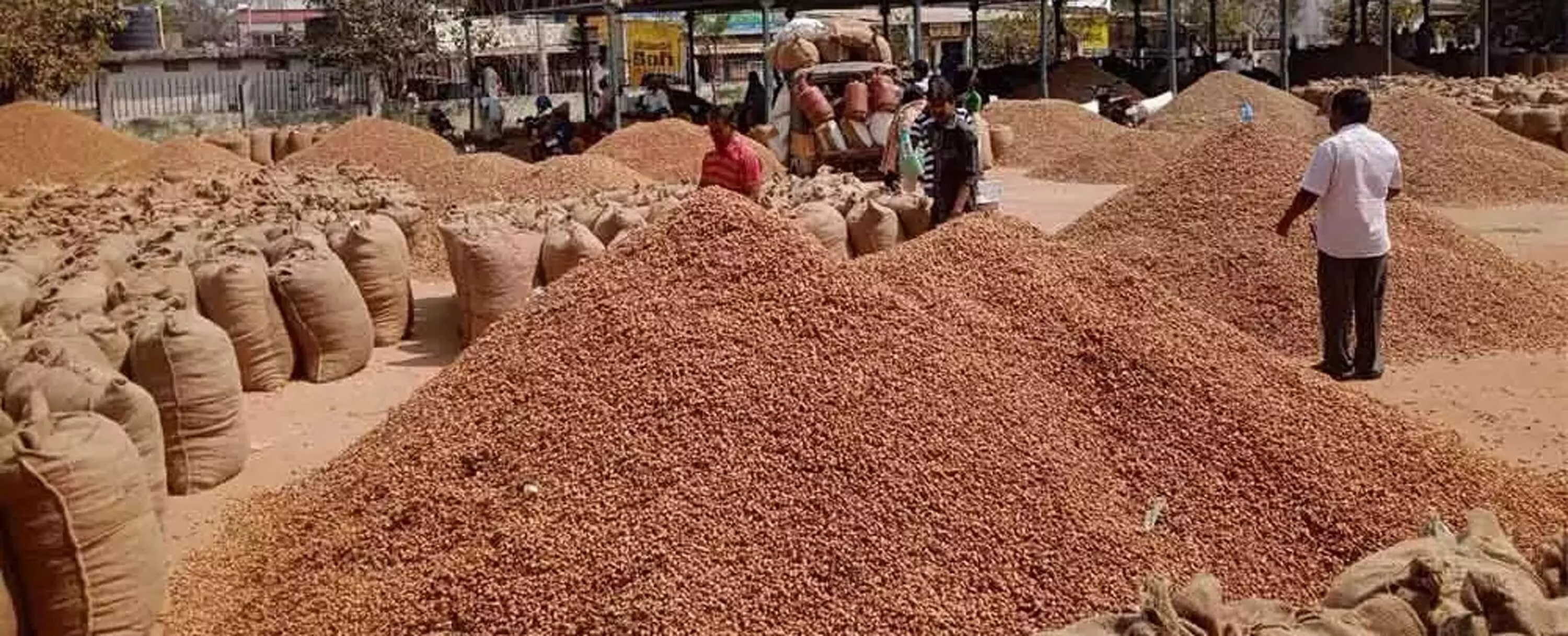 अमरावती कृषि मंडी में मूंगफली-गेहूं-तुअर की आवक बढ़ी