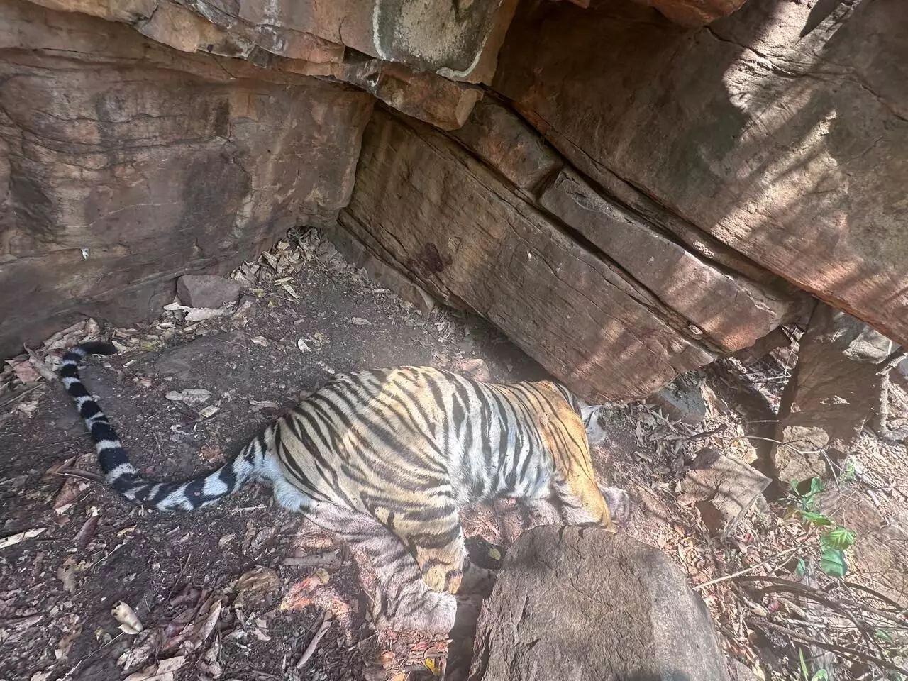 रेस्क्यू के बाद जंगल में छोड़े गए बाघ की संदिग्ध मौत, पन्ना टाइगर रिजर्व के अमानगंज बफर के हाथी डोल में मिला शव