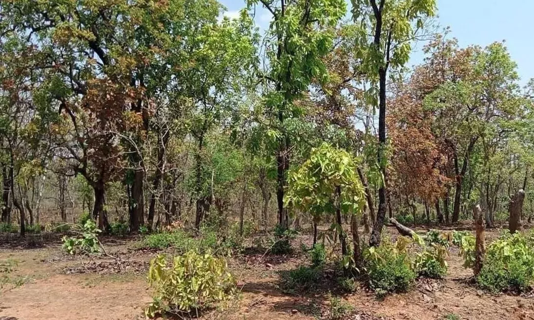 792 वन ग्रामों को राजस्व ग्राम बनाने की गति धीमी, 551 ग्रामों में ही स्थल सत्यापन हुआ 792 वन ग्रामों को राजस्व ग्राम बनाने की गति धीमी, 551 ग्रामों में ही स्थल सत्यापन हुआ