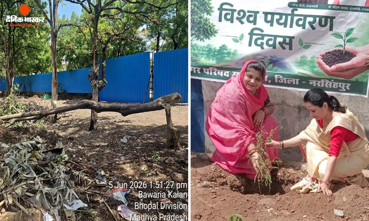 एक पेड़ माँ के नाम संकल्पना के साथ लगाए गए फलदार एवं छायादार पौधे, दूसरी तरफ कटा पेड़