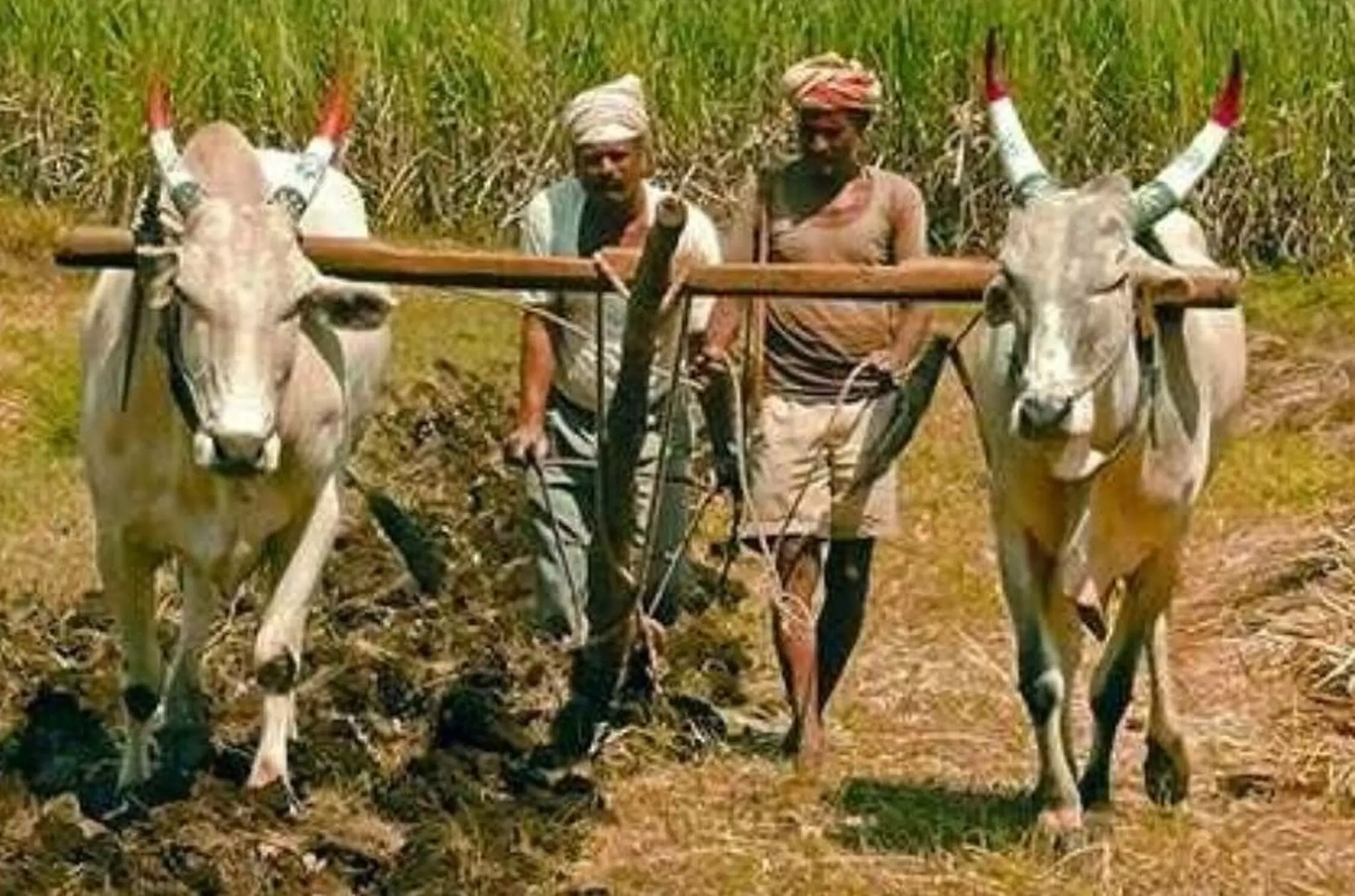 अमरावती जिले के 2.2 लाख किसान 2 लाख तक की कर्जमाफी के लिए पात्र अमरावती जिले के 2.2 लाख किसान 2 लाख तक की कर्जमाफी के लिए पात्र