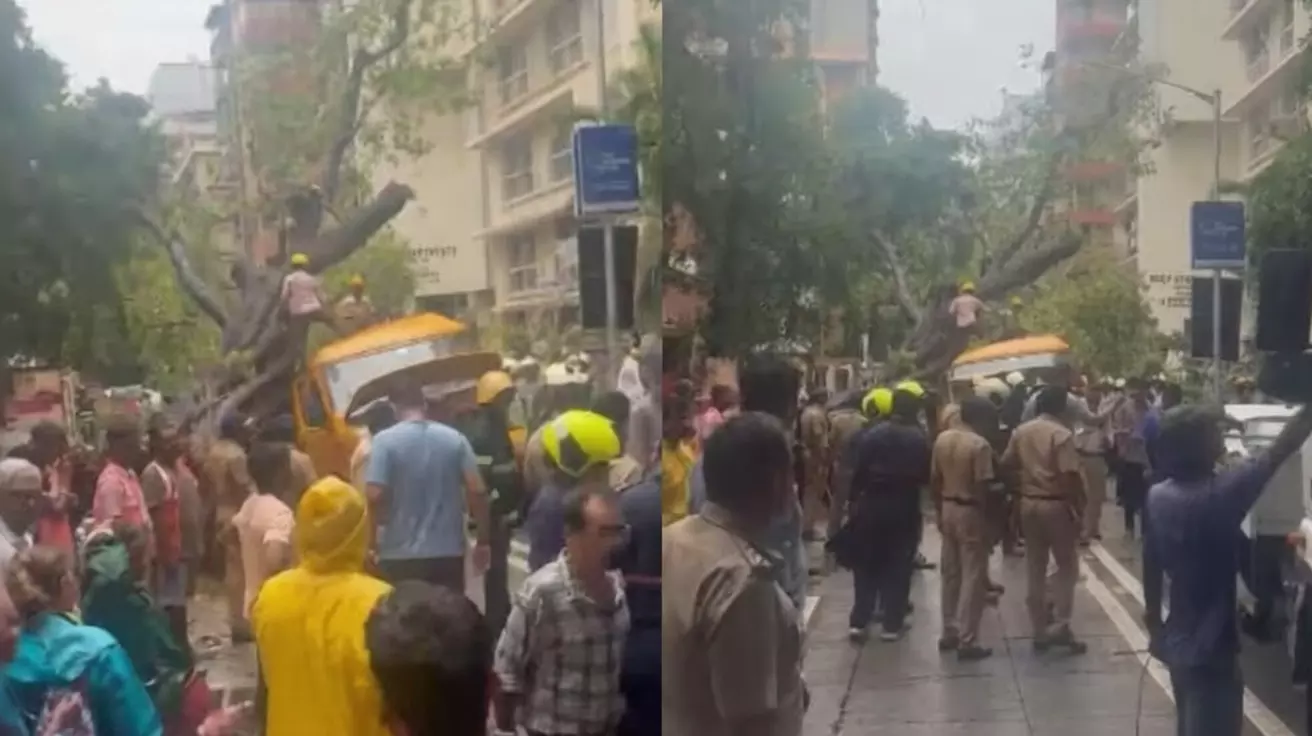 चेंबूर इलाके में स्कूल बस में सवार बच्चों पर गिरा पेड़, 1 की मौत, 10 घायल