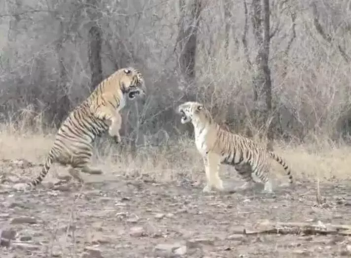 कंचन नाला क्षेत्र में बाघों के संघर्ष में 17 माह की बाघिन शावक की मौत कंचन नाला क्षेत्र में बाघों के संघर्ष में 17 माह की बाघिन शावक की मौत
