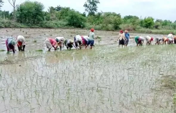 भंडारा जिले में अब तक सिर्फ 3018 हेक्टेयर पर ही हो पायी रोपाई भंडारा जिले में अब तक सिर्फ 3018 हेक्टेयर पर ही हो पायी रोपाई