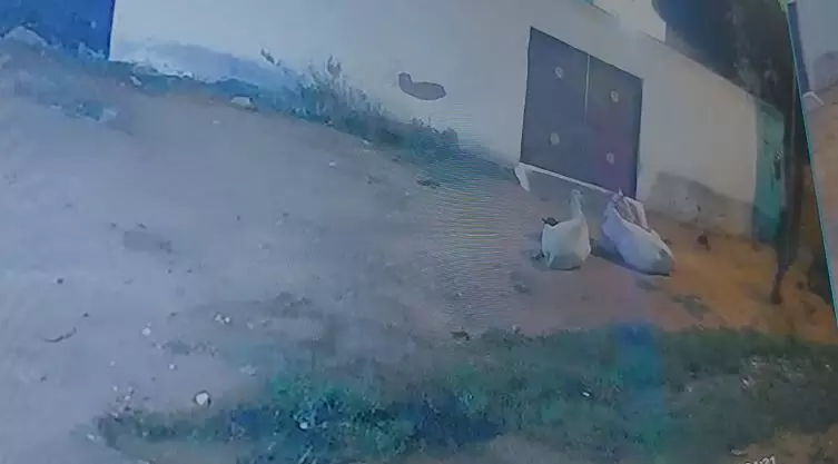 नगर में अब पशु भी नहीं सुरक्षित, दो भैंसें चोरी, CCTV में कैद हुई वारदात