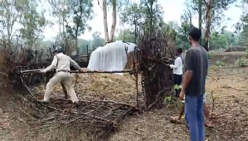 शहडोल में 20 हेक्टेयर वनभूमि से अतिक्रमण हटाया, 14 मड़िया-झाला हटाकर कब्जे की कोशिश नाकाम शहडोल में 20 हेक्टेयर वनभूमि से अतिक्रमण हटाया, 14 मड़िया-झाला हटाकर कब्जे की कोशिश नाकाम