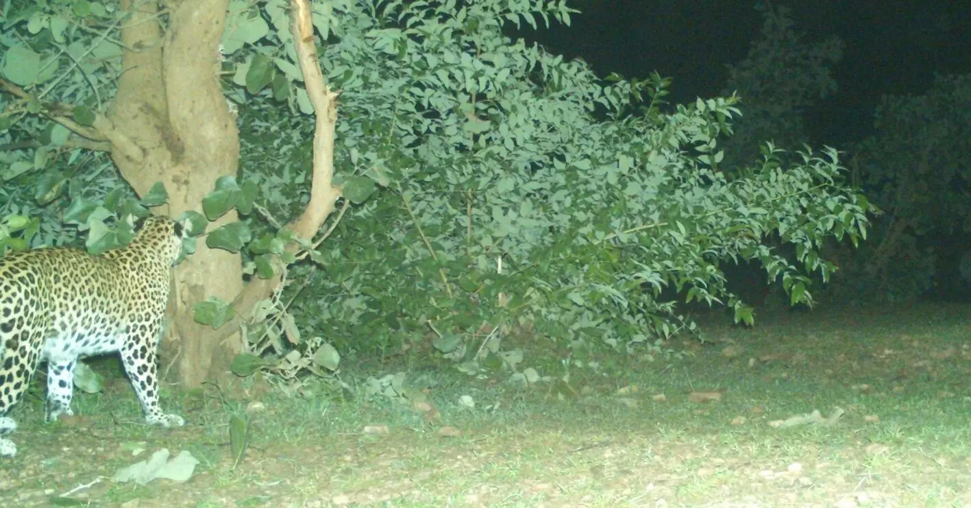 भंडारा में कुएं में गिरे तेंदुए के शावकों को मां से मिलवाया भंडारा में कुएं में गिरे तेंदुए के शावकों को मां से मिलवाया