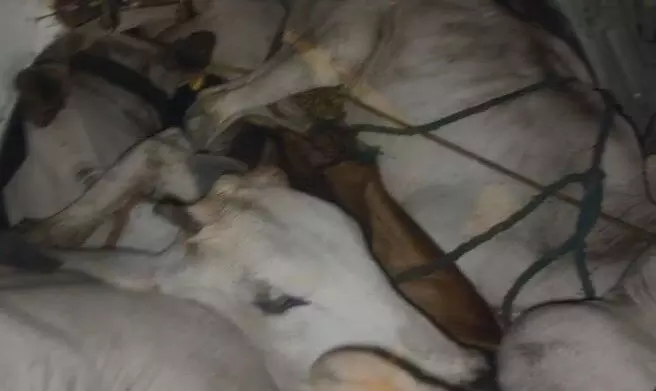 कार में क्रूरतापूर्वक भरे थे आठ मवेशी, आरोपी कार छोडक़र फरार, जांच में जुटी कुरई पुलिस कार में क्रूरतापूर्वक भरे थे आठ मवेशी, आरोपी कार छोडक़र फरार, जांच में जुटी कुरई पुलिस