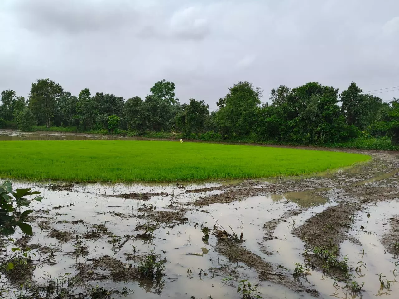 बारिश की बेरुखी से पिछड़ी खेती