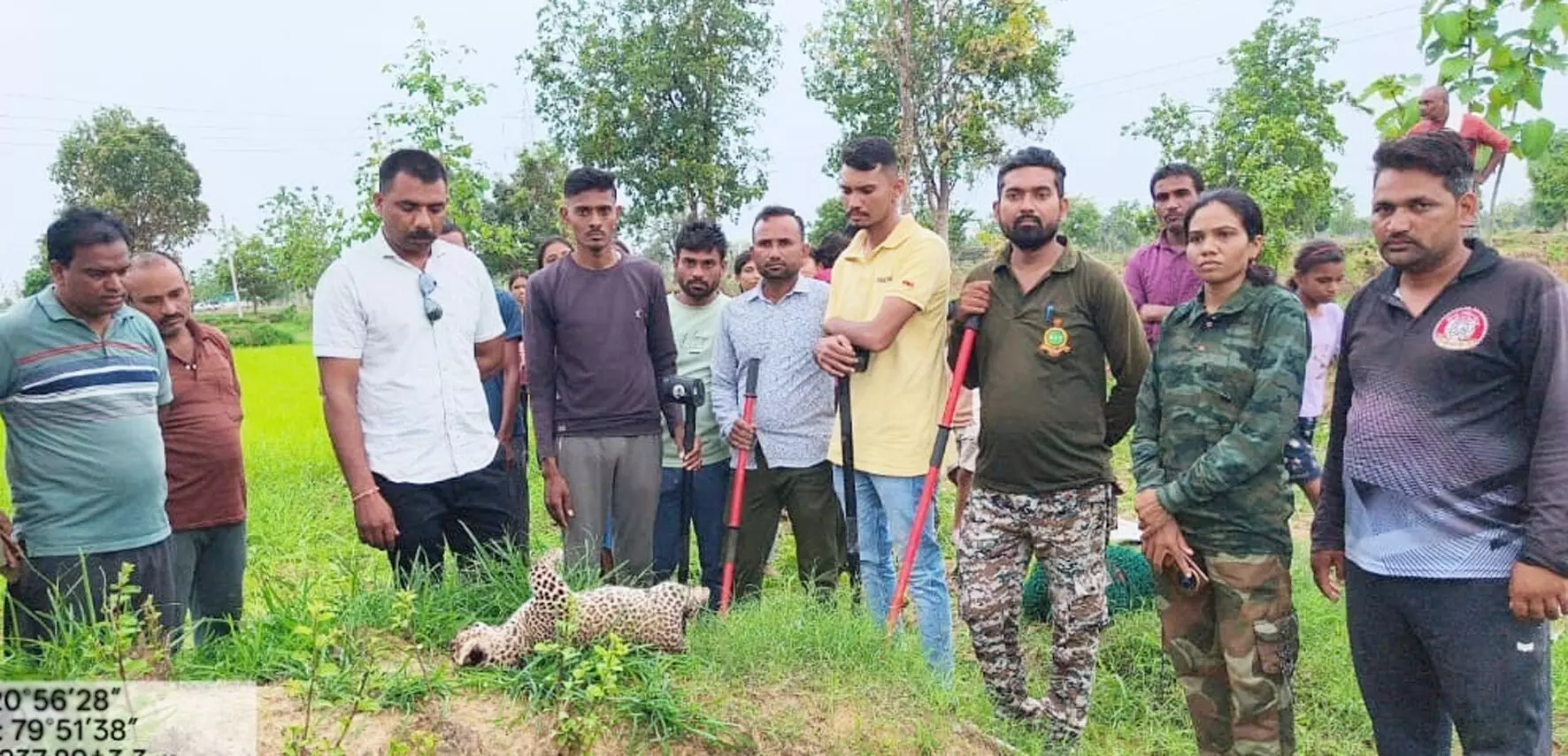 भंडारा में संदिग्ध स्थिति में मिला तेंदुए के शावक का शव भंडारा में संदिग्ध स्थिति में मिला तेंदुए के शावक का शव