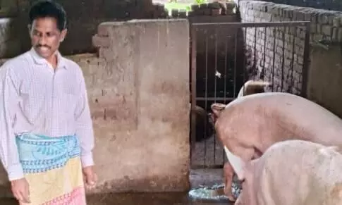 मेहनत और सरकारी सहयोग का परिणाम, सूकर पालन से आर्थिक सशक्तिकरण की मिसाल मेहनत और सरकारी सहयोग का परिणाम, सूकर पालन से आर्थिक सशक्तिकरण की मिसाल