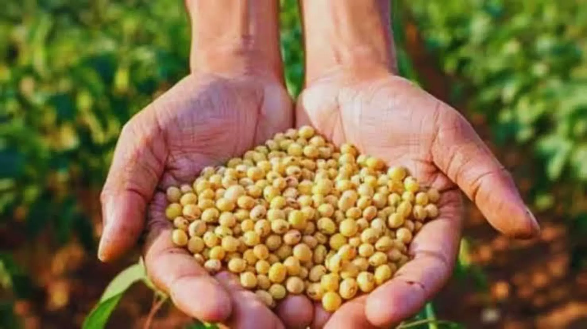 बीज कंपनियों पर केस, 3.80 करोड़ के बीजों की बिक्री पर रोक