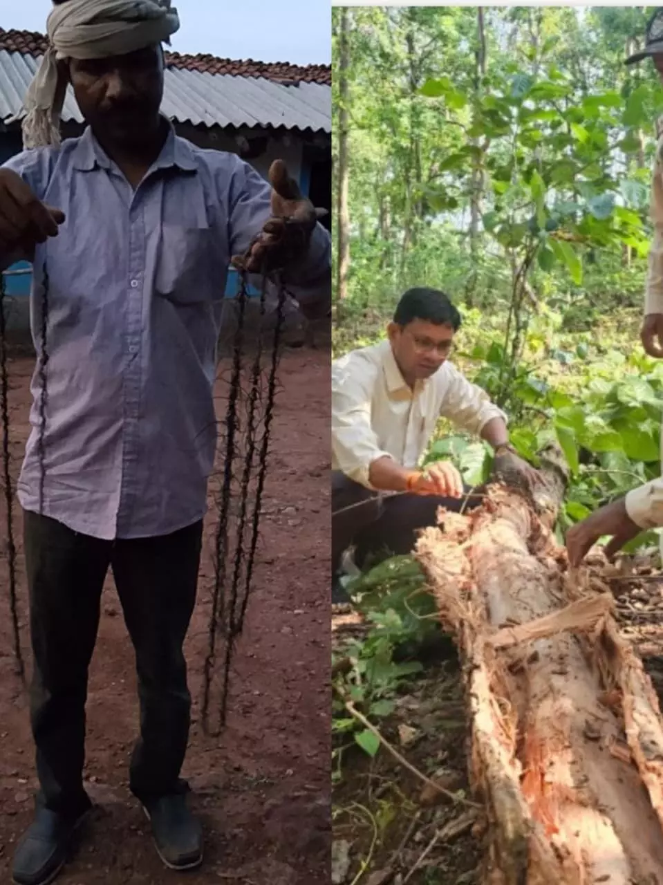 डेढ़ लाख से अधिक साल के पेड़ों में फैला साल बोरर का आतंक डेढ़ लाख से अधिक साल के पेड़ों में फैला साल बोरर का आतंक
