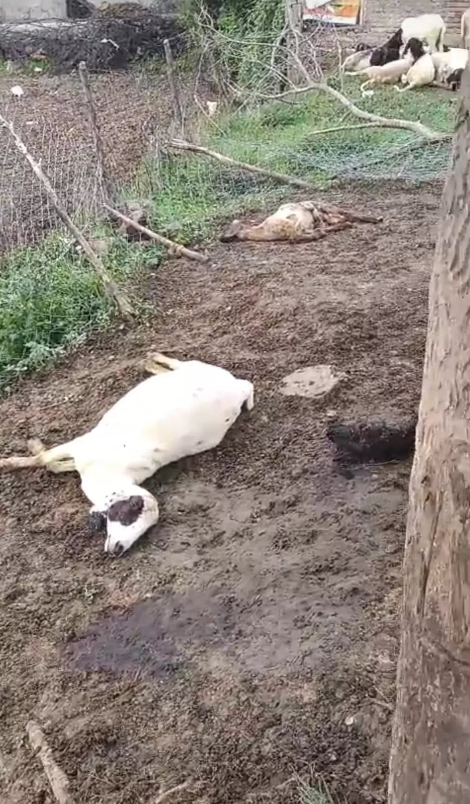 लकड़बग्घा के हमले में 3 भेड़ों की मौत लकड़बग्घा के हमले में 3 भेड़ों की मौत