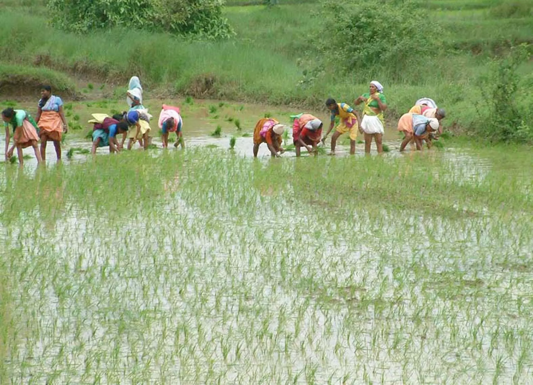 अल्पवर्षा के कारण धीमी पड़ी धान रोपाई की गति ,भंडारा जिले में अब तक मात्र 15 प्रतिशत ही रोपाई अल्पवर्षा के कारण धीमी पड़ी धान रोपाई की गति ,भंडारा जिले में अब तक मात्र 15 प्रतिशत ही रोपाई