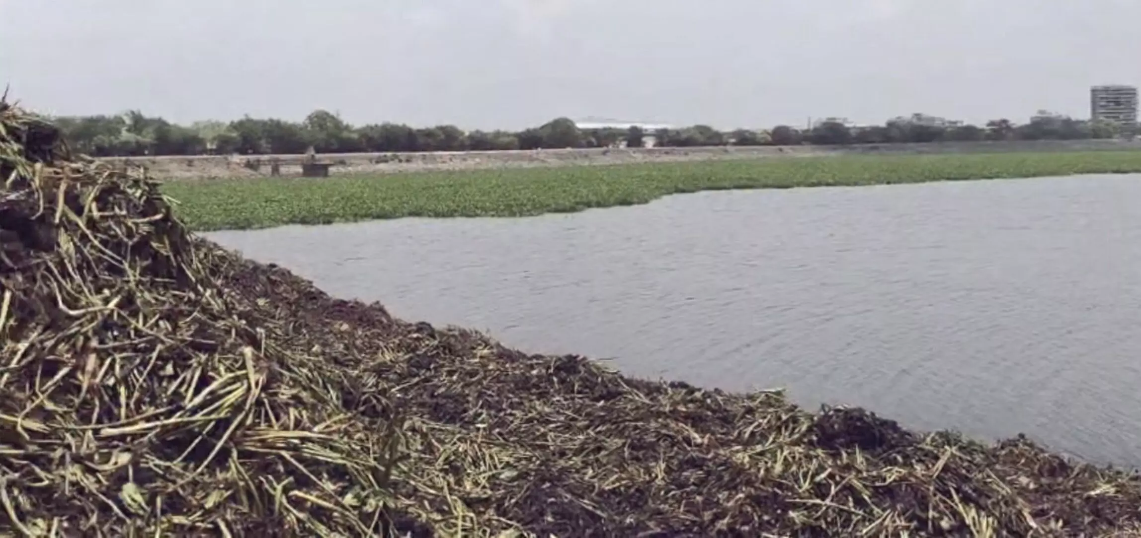 अंबाझरी तालाब में नहीं थम रहा जलकुंभी का फैलाव, रोज 5 टन निकालने के बाद भी चुनौती बरकरार अंबाझरी तालाब में नहीं थम रहा जलकुंभी का फैलाव, रोज 5 टन निकालने के बाद भी चुनौती बरकरार