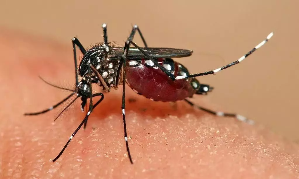बारिश में मच्छरों ने आपको भी कर दिया परेशान? घर में अपनाएं ये आसान तरीके बारिश में मच्छरों ने आपको भी कर दिया परेशान? घर में अपनाएं ये आसान तरीके