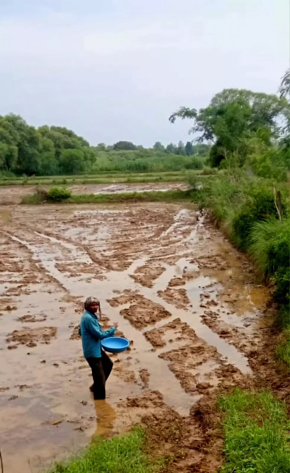 बारिश से खेतों में लौटी रौनक बारिश से खेतों में लौटी रौनक