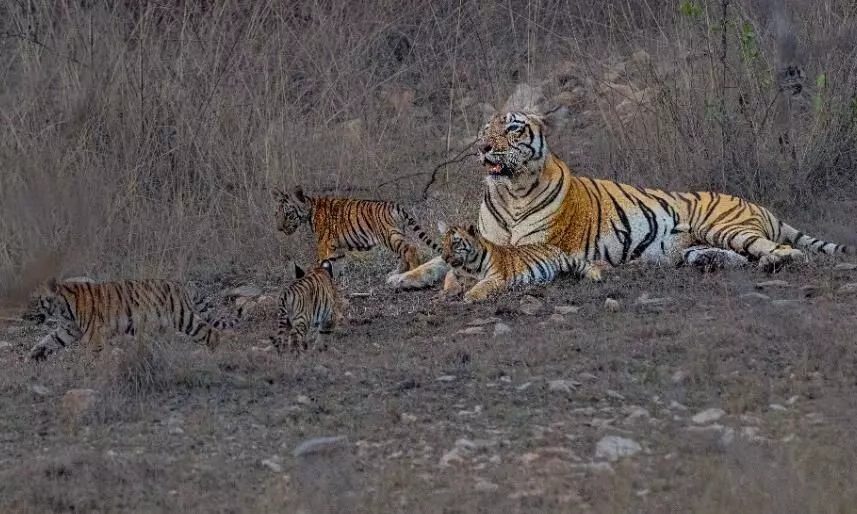 दिखने लगे एफ-2 बाघिन के शावक, सफारी के दौरान पर्यटकों को हो रहा दीदार दिखने लगे एफ-2 बाघिन के शावक, सफारी के दौरान पर्यटकों को हो रहा दीदार