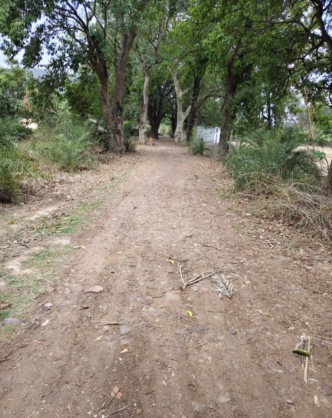 मुख्य सड़क मार्ग से गांव को जोड़ने की ग्रामीणों ने की मांग मुख्य सड़क मार्ग से गांव को जोड़ने की ग्रामीणों ने की मांग