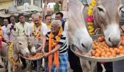 बारिश के लिए MP में अनोखा टोटका! गधों को खिलाए गए गुलाब जामुन, वीडियो वायरल बारिश के लिए MP में अनोखा टोटका! गधों को खिलाए गए गुलाब जामुन, वीडियो वायरल