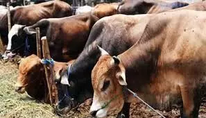 पुलिस से बचने की कोशिश में डिवाइडर से टकराई गौवंश तस्करों की कार, चालक फरार, 7 गौवंश मुक्त पुलिस से बचने की कोशिश में डिवाइडर से टकराई गौवंश तस्करों की कार, चालक फरार, 7 गौवंश मुक्त