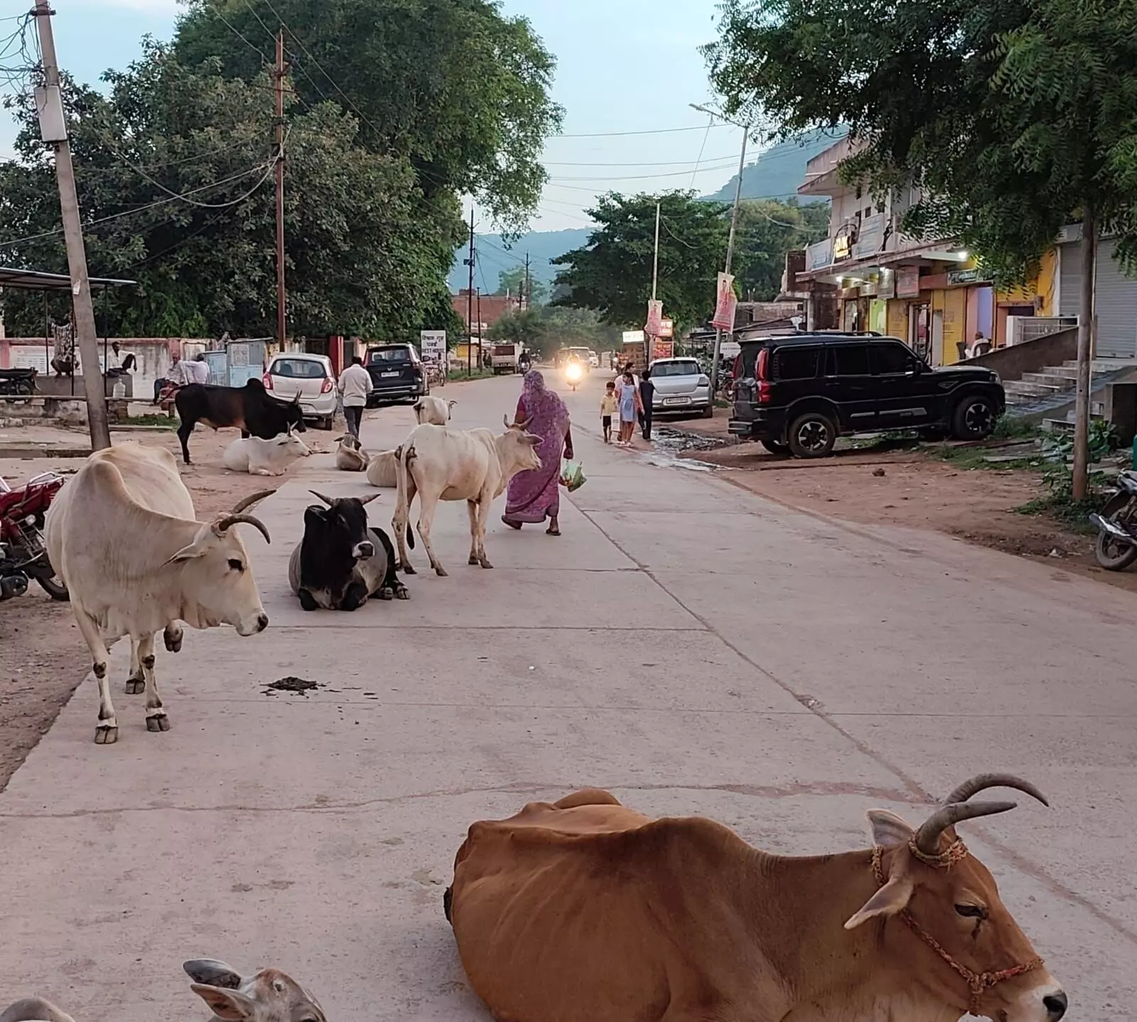 आदेश सख्त, अमल ढीला: पवई की सड़कों पर अब भी बैठ रहा गौवंश,