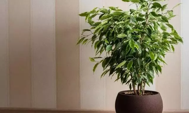 घर में पौधे लगाने से मिलते हैं ये 4 बड़े फायदे, जानकर आज ही ले आएंगे हरियाली