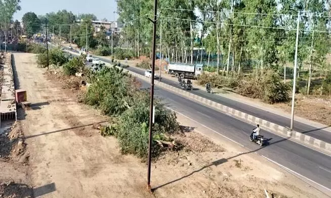 सड़कों के किनारे के पेड़ों के आसपास मिट्टी भराई न करने पर PWD ने लिया एक्शन, उपयंत्री को किया सस्पेंड