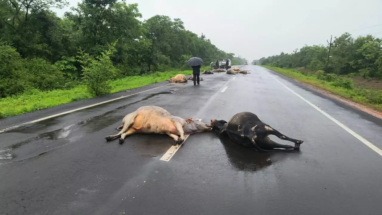 पन्ना-कटनी एन .एच 43 मार्ग पर 11 गौवंश के शव बरामद पन्ना-कटनी एन .एच 43 मार्ग पर 11 गौवंश के शव बरामद