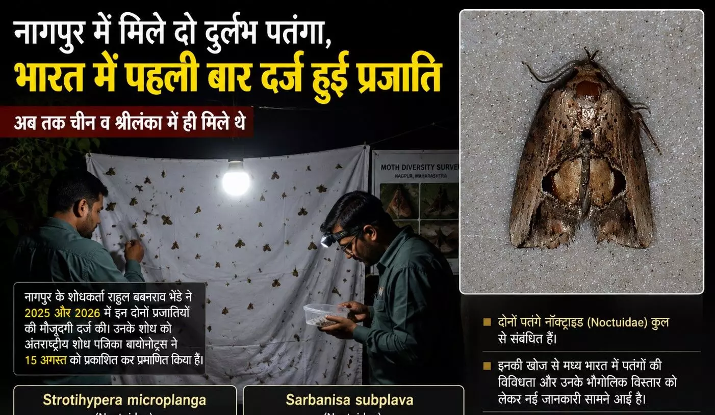 दिखे दो दुर्लभ मेहमान पतंगे, भारत में पहली बार मिली चीन और श्रीलंका में नजर आने वाली प्रजातियां, खोज को अंतरराष्ट्रीय पत्रिका की मान्यता दिखे दो दुर्लभ मेहमान पतंगे, भारत में पहली बार मिली चीन और श्रीलंका में नजर आने वाली प्रजातियां, खोज को अंतरराष्ट्रीय पत्रिका की मान्यता