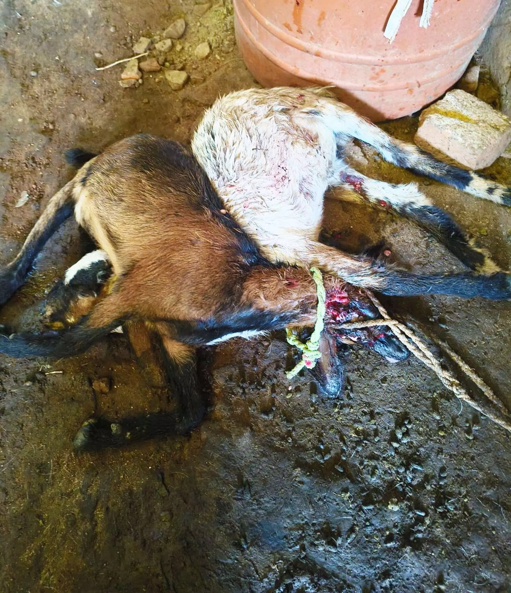 गोंडउमरी में तेंदुए का आतंक, 15 दिन में चार बकरियों को बनाया शिकार गोंडउमरी में तेंदुए का आतंक, 15 दिन में चार बकरियों को बनाया शिकार