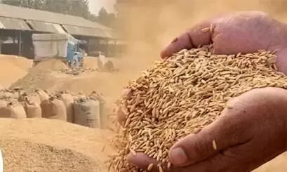 धान बेच चुके किसानों को अब तक भुगतान नहीं, आर्थिक संकट बढ़ा धान बेच चुके किसानों को अब तक भुगतान नहीं, आर्थिक संकट बढ़ा