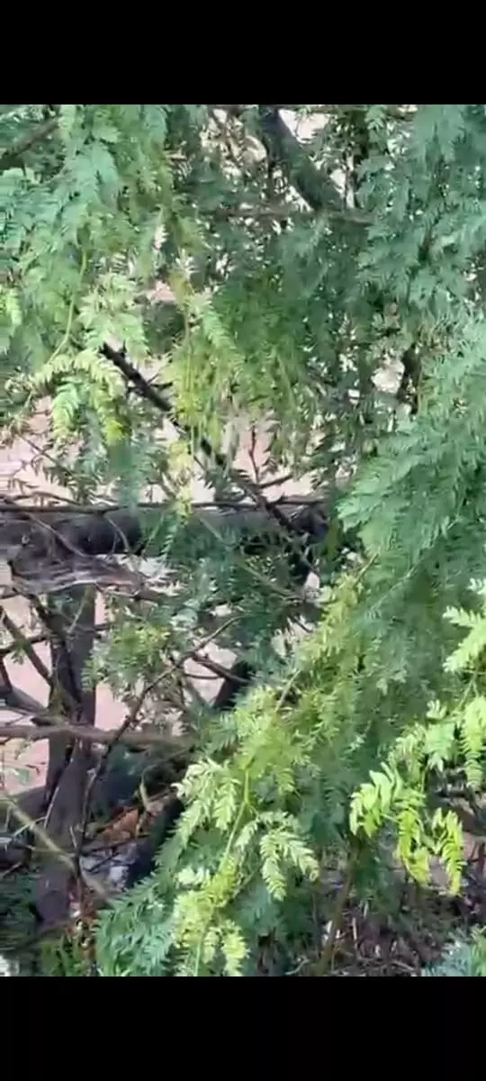 बाढ़ में बहकर आया अजगर, बाढ़ में बहकर आया अजगर,