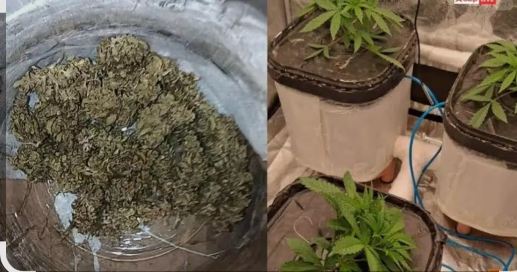 हाइड्रोपोनिक गांजा समेत 52 ग्राम मादक पदार्थ जब्त, दो गिरफ्तार -  NDPS एक्ट के तहत मामला दर्ज