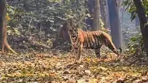 अमरावती जिले के मोर्शी तहसील के 6 गांवों में चल रही बाघिन की तलाश अमरावती जिले के मोर्शी तहसील के 6 गांवों में चल रही बाघिन की तलाश