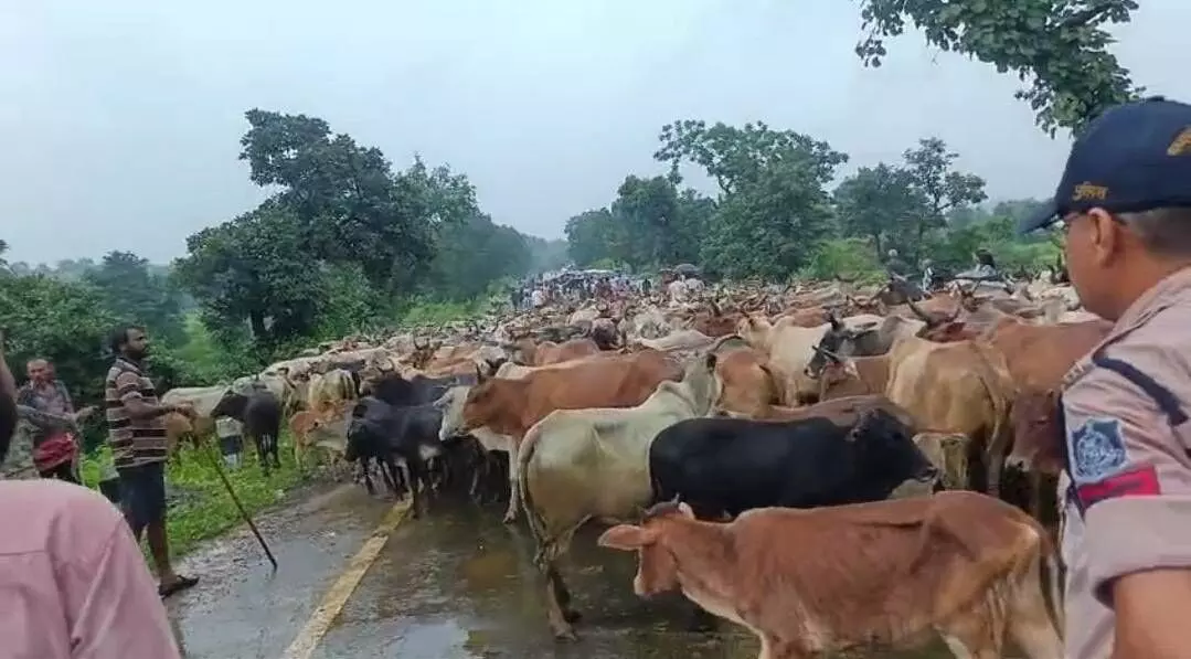 मवेशियों की समस्या उठाने वाले भाजपा नेता पर मामला दर्ज मवेशियों की समस्या उठाने वाले भाजपा नेता पर मामला दर्ज