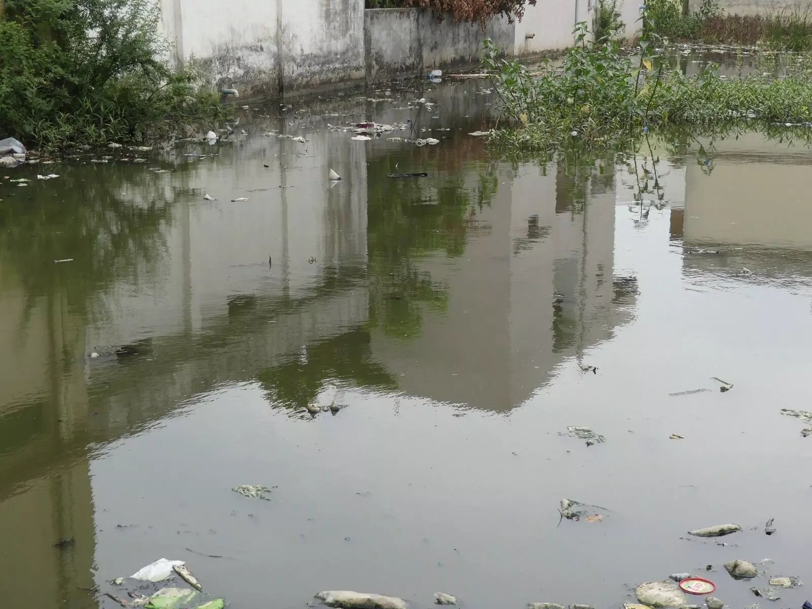 बालाघाट: खुले प्लाटों में भरे पानी से संक्रमण का खतरा, कार्रवाई में खानापूर्ति बालाघाट: खुले प्लाटों में भरे पानी से संक्रमण का खतरा, कार्रवाई में खानापूर्ति
