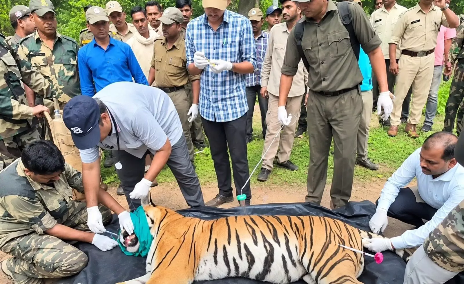सिर धड़ से अलग, पेट तक चट कर गई बाघिन, ढाई घंटे बाद दबोची गई सिर धड़ से अलग, पेट तक चट कर गई बाघिन, ढाई घंटे बाद दबोची गई