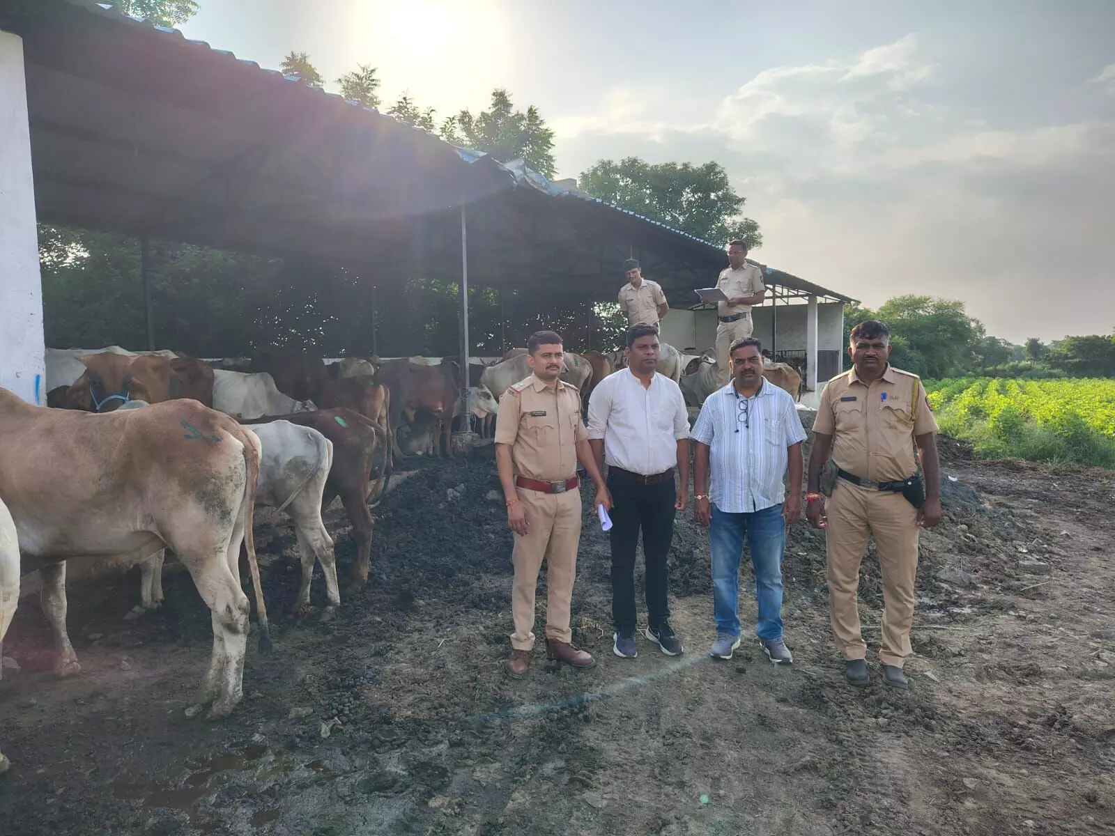 बूचड़खाने के लिए बांधकर रखे 110 गोवंशों को पुलिस ने छुड़ाया बूचड़खाने के लिए बांधकर रखे 110 गोवंशों को पुलिस ने छुड़ाया