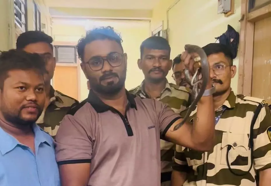डॉक्टर रूम में अचानक हुई हलचल! मेडिकल के ओल्ड मार्ड हॉस्टल में था घुसा 3 फीट लंबा सांप - वाइल्डलाइफ टीम ने जंगल में छोड़ा डॉक्टर रूम में अचानक हुई हलचल! मेडिकल के ओल्ड मार्ड हॉस्टल में था घुसा 3 फीट लंबा सांप - वाइल्डलाइफ टीम ने जंगल में छोड़ा