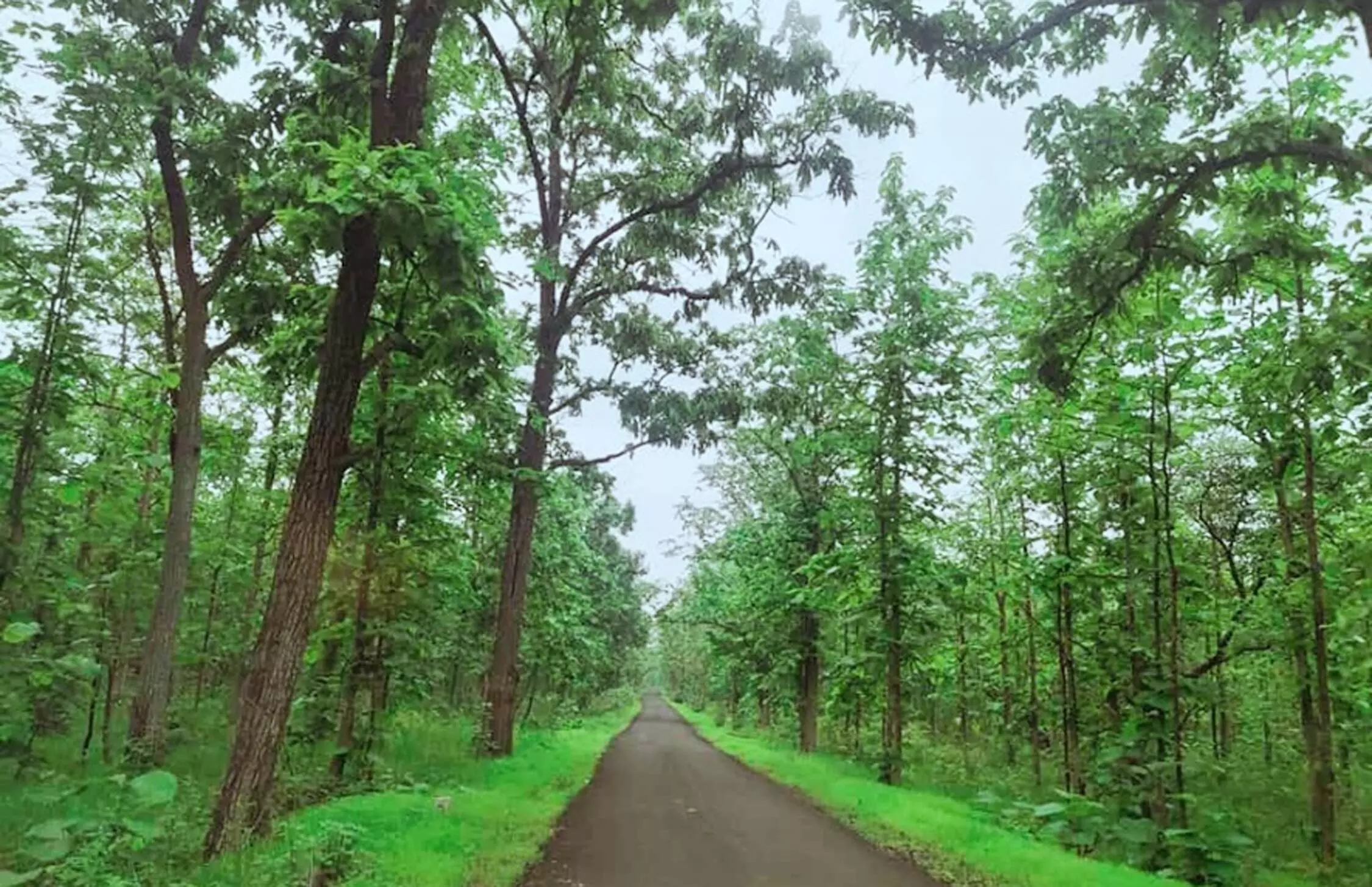 15 लाख हेक्टेयर जंगल घटा, सिकुड़ते अधिवास से गांवों तक पहुंच रहे बाघ-तेंदुए 15 लाख हेक्टेयर जंगल घटा, सिकुड़ते अधिवास से गांवों तक पहुंच रहे बाघ-तेंदुए