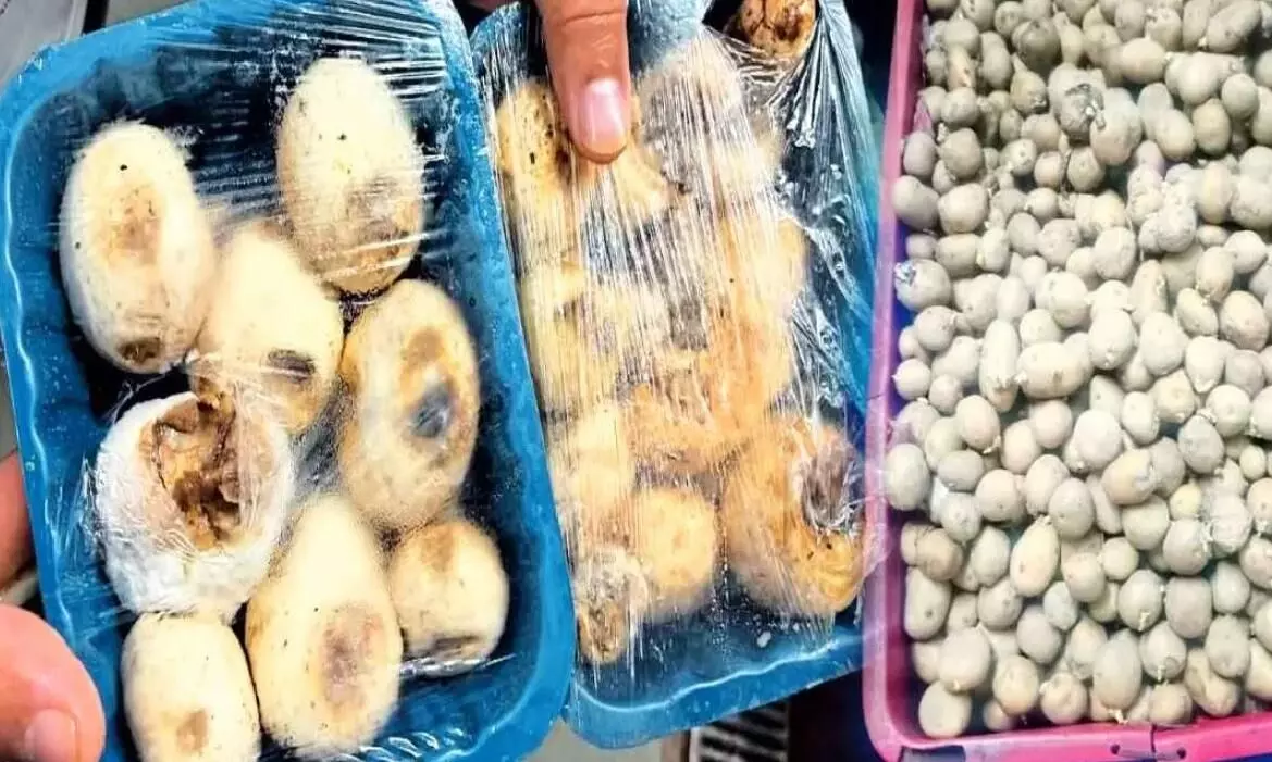 खाद्य विभाग का निरीक्षण, रेडिसन, पलाश, जहांनुमा जैसी नामी होटलों में मिसब्रांड के खाद्य पदार्थ मिले, खाद्य विभाग का निरीक्षण, रेडिसन, पलाश, जहांनुमा जैसी नामी होटलों में मिसब्रांड के खाद्य पदार्थ मिले,