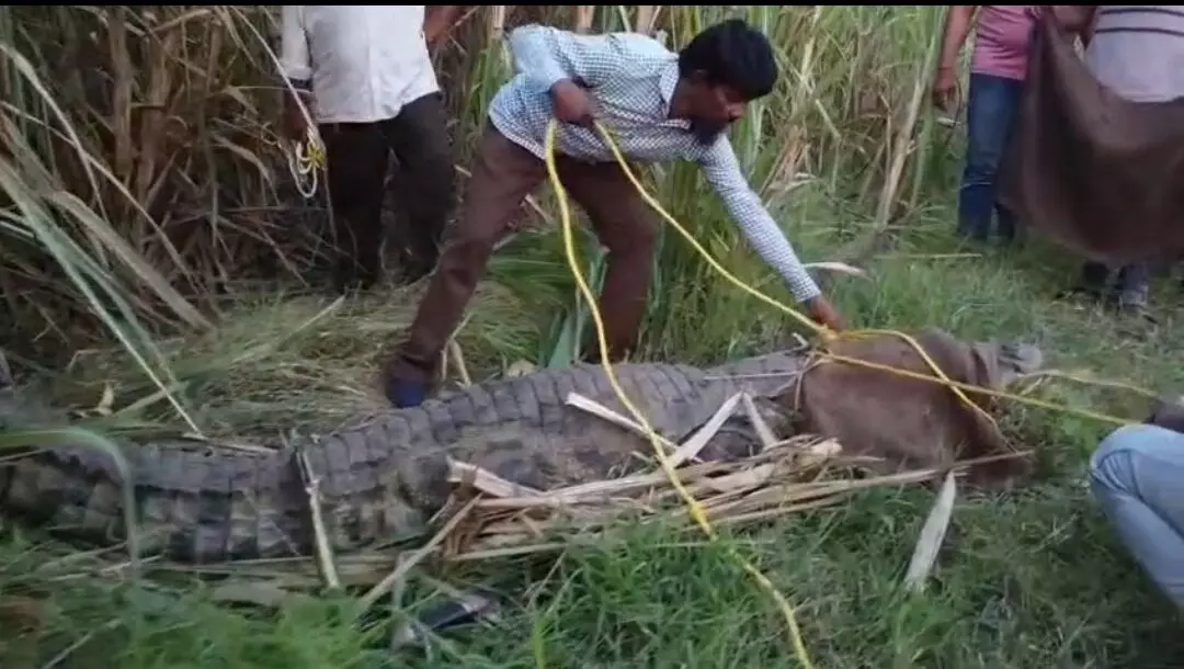 गन्ने के खेत में छिपा था 11 फीट का मगरमच्छ, वन विभाग ने साढ़े तीन घंटे की मशक्कत और पकड़ा गन्ने के खेत में छिपा था 11 फीट का मगरमच्छ, वन विभाग ने साढ़े तीन घंटे की मशक्कत और पकड़ा