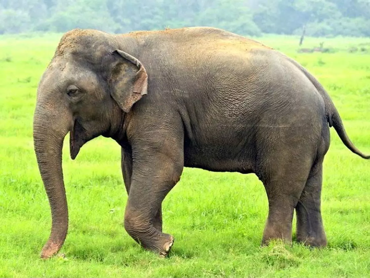 अंतत: नर हाथी को बेहोश कर टाइगर रिजर्व ले जाने की तैयारी अंतत: नर हाथी को बेहोश कर टाइगर रिजर्व ले जाने की तैयारी