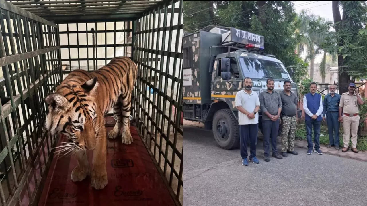 वीयू- युवा बाघिन ठीक होकर वन विहार भोपाल रवाना वीयू- युवा बाघिन ठीक होकर वन विहार भोपाल रवाना