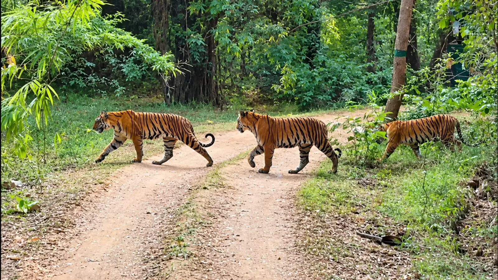 चार शावकों संग दिखी जुगनी