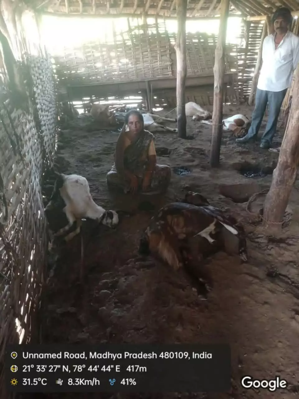 तेंदुए ने कोठे में घुसकर छह बकरियों का किया शिकार तेंदुए ने कोठे में घुसकर छह बकरियों का किया शिकार