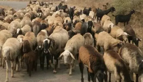 चरवाहों पर टूटा दोहरा संकट, भेड़-बकरियों के लिए घास और पानी को तरसे पशुपालक चरवाहों पर टूटा दोहरा संकट, भेड़-बकरियों के लिए घास और पानी को तरसे पशुपालक
