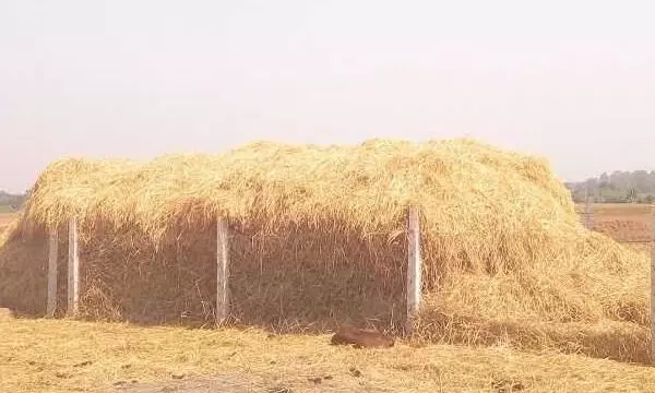 पराली समस्या नहीं, किसान की आय और मिट्टी की सेहत सुधारने का माध्यम है